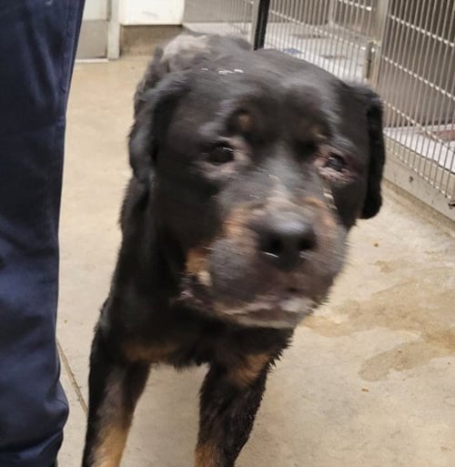 VENUS - Rottweiler available for adoption