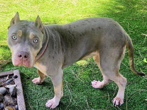 KITANA - Pit Bull Terrier available for adoption