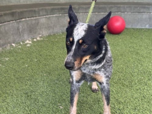 DOLLY - Australian Cattle Dog/Blue Heeler available for adoption