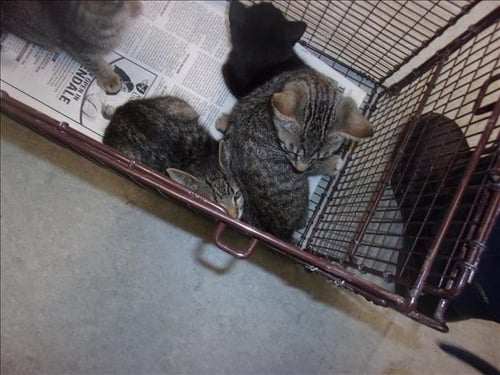 PIXIE - Domestic Short Hair available for adoption