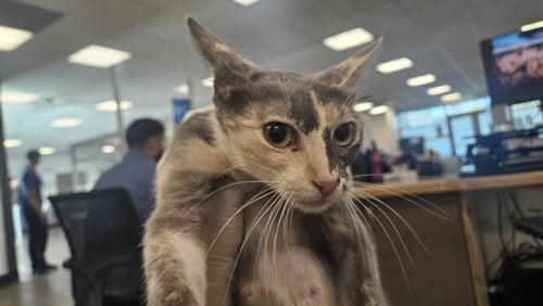 CASHEW - Domestic Short Hair available for adoption
