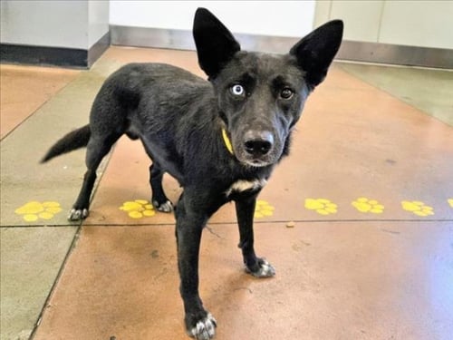 CHIQUITA - German Shepherd Dog available for adoption