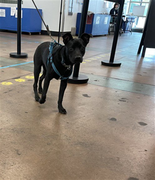 CEDRIC - Pit Bull Terrier available for adoption