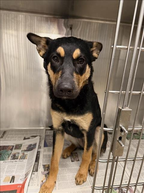 NYX - German Shepherd Dog available for adoption