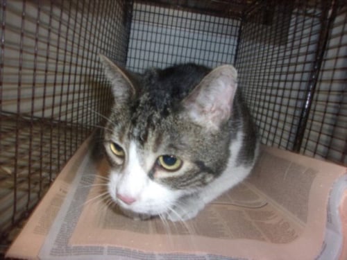 ERNIE - Domestic Short Hair available for adoption
