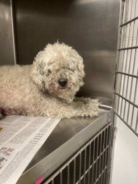 PHILIP - Maltese available for adoption