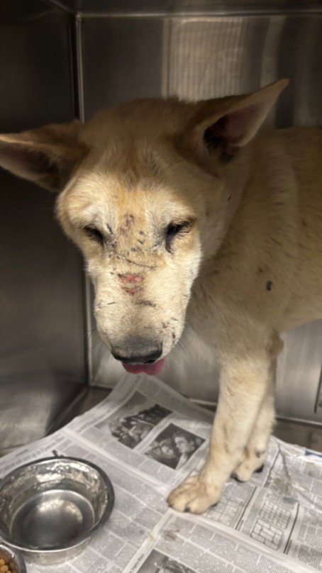 CEDAR - Jindo (Korean) / Shiba Inu available for adoption