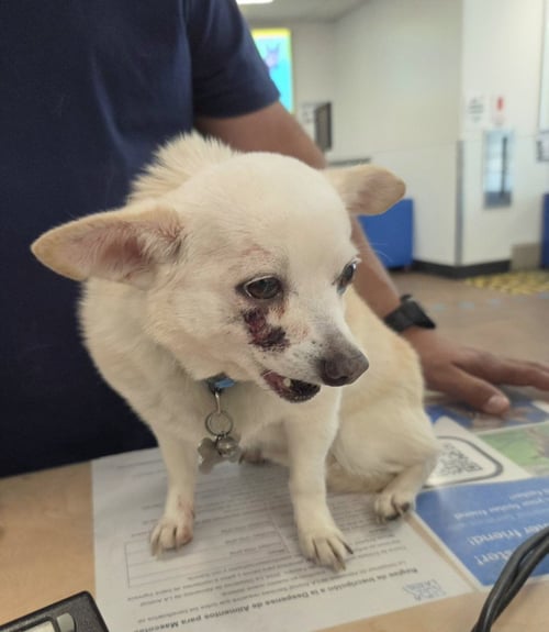 LOKI - Chihuahua available for adoption
