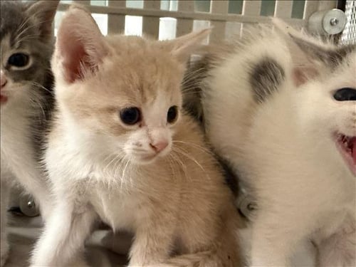 A2294785 - Domestic Short Hair available for adoption
