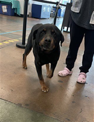 AZUL - Rottweiler available for adoption