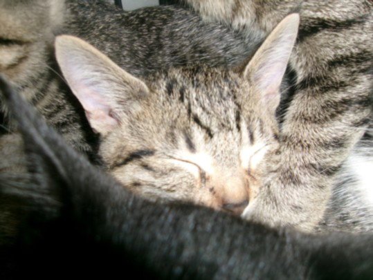 KITTY CAT 4 Image