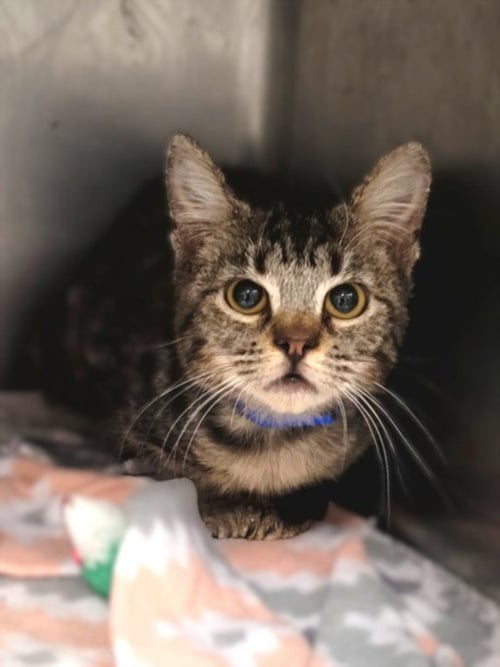CUCU - Domestic Short Hair available for adoption