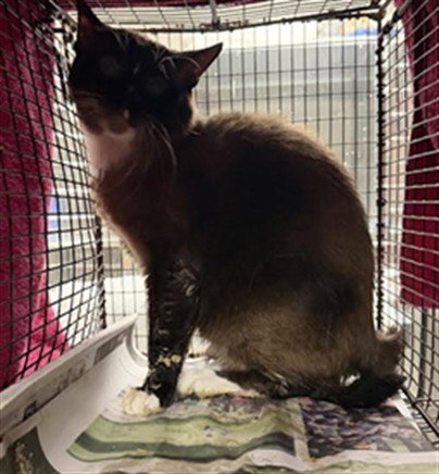 WILLIAM - Siamese available for adoption