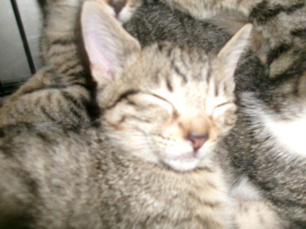 KITTY CAT 5 Image