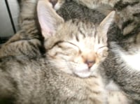 KITTY CAT 5 - Photo 1