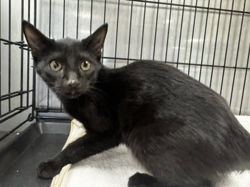 MICHAEL MYERS - Domestic Short Hair available for adoption