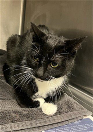 SCAR - Domestic Short Hair available for adoption