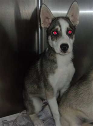 CURT - Siberian Husky available for adoption