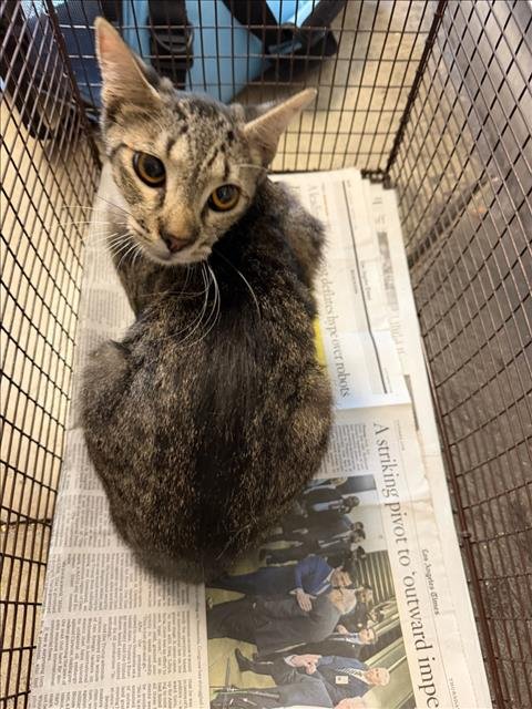 BOLISE - Domestic Short Hair available for adoption