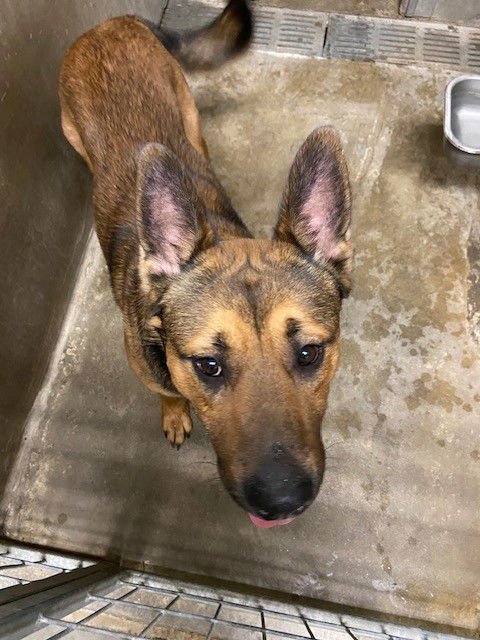 TAZ - German Shepherd Dog available for adoption