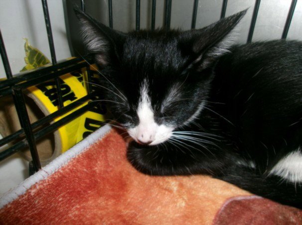 KITTY CAT 2 Image