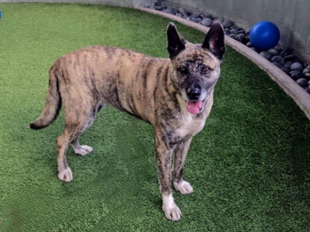 POPPY - Akita available for adoption