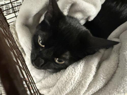GWEN - Domestic Short Hair available for adoption