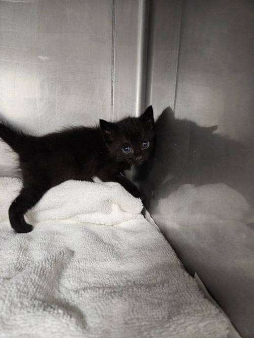 RIDER - Domestic Short Hair available for adoption