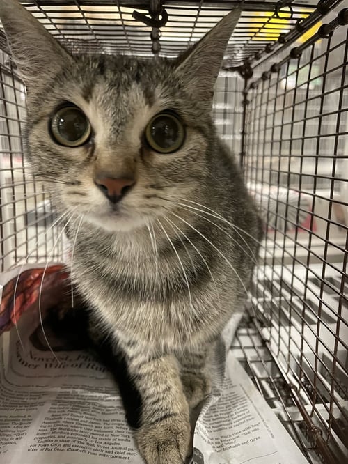 KATIE - Domestic Short Hair available for adoption