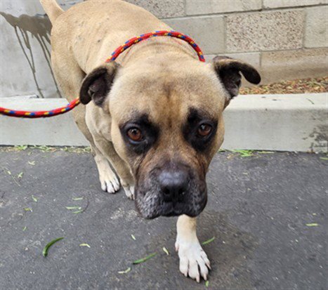 BLUEY - Boxer / Pit Bull Terrier available for adoption