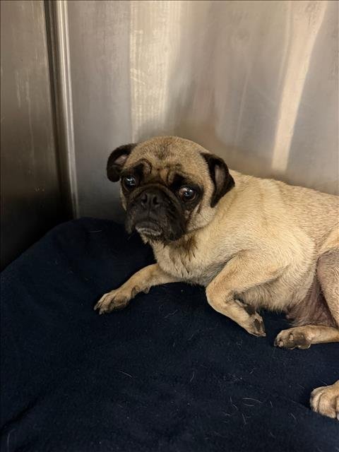 AUDEN - Pug available for adoption