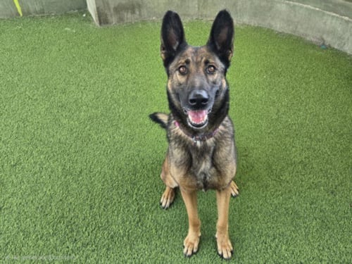 LUNA - German Shepherd Dog available for adoption