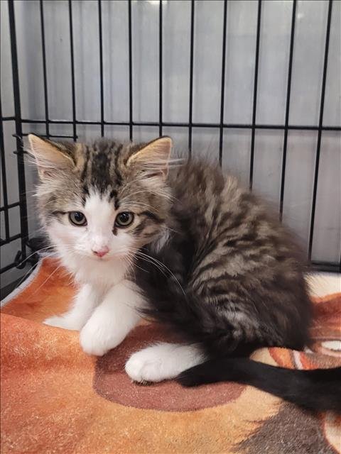 FLUFFY - Domestic Medium Hair available for adoption
