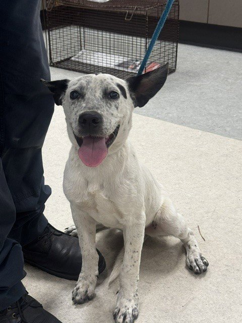 ARTEMIS - Australian Cattle Dog/Blue Heeler available for adoption