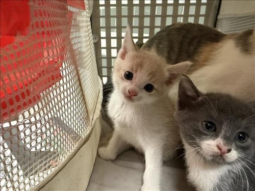 A2294786 - Domestic Short Hair available for adoption