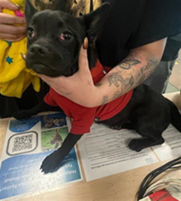 PATRICIA - Pomeranian / French Bulldog available for adoption