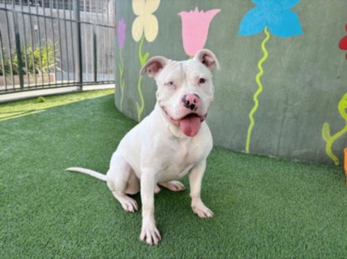 KAI - Pit Bull Terrier available for adoption