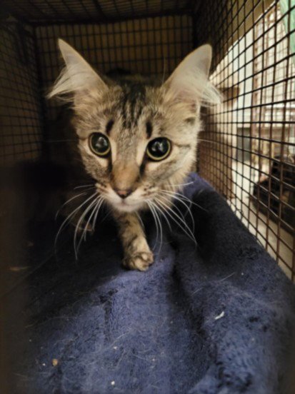 NOVA - Domestic Medium Hair available for adoption