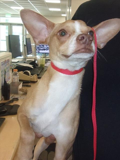 TJ - Chihuahua available for adoption
