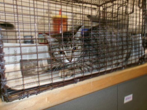 CARLA - Domestic Short Hair available for adoption