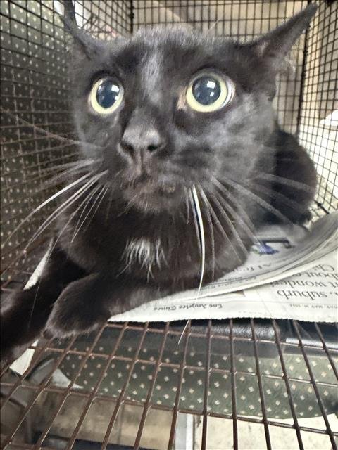 PARIS - Domestic Short Hair available for adoption