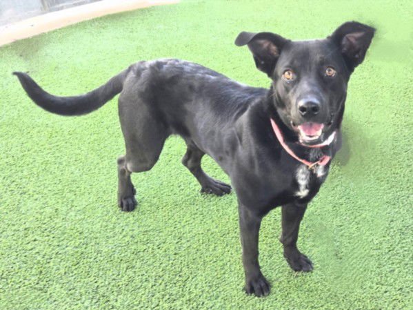 TIKE - German Shepherd Dog available for adoption