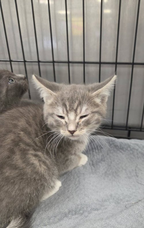 CLOVE - Domestic Medium Hair available for adoption