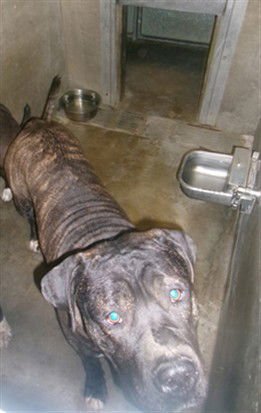 TIGRE - Cane Corso Mastiff available for adoption