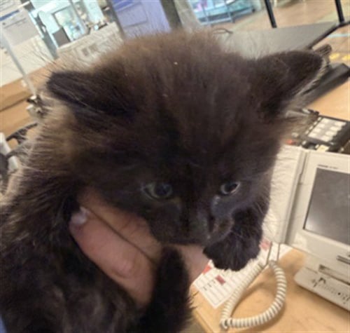 CHICA - Domestic Short Hair available for adoption