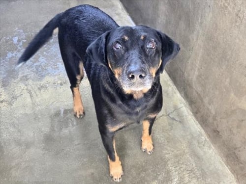 SMALLS - Rottweiler available for adoption