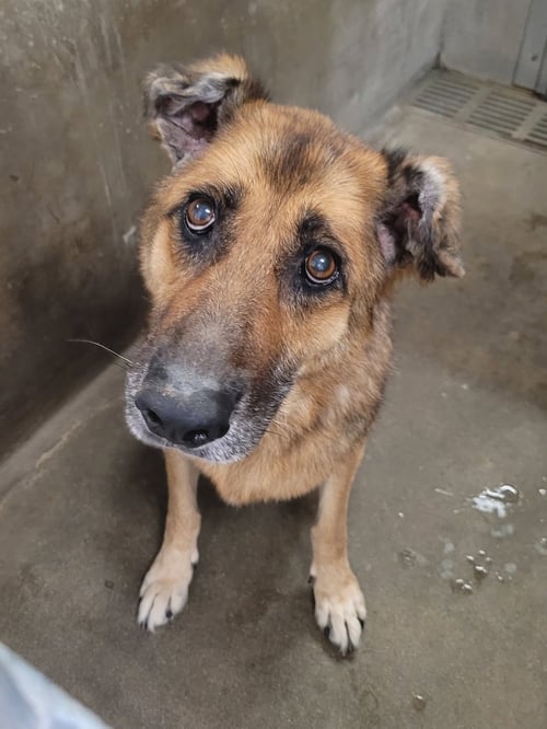 NINA - German Shepherd Dog available for adoption