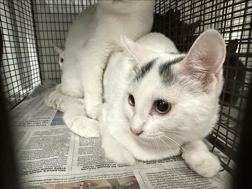 A2284056 - Domestic Short Hair available for adoption