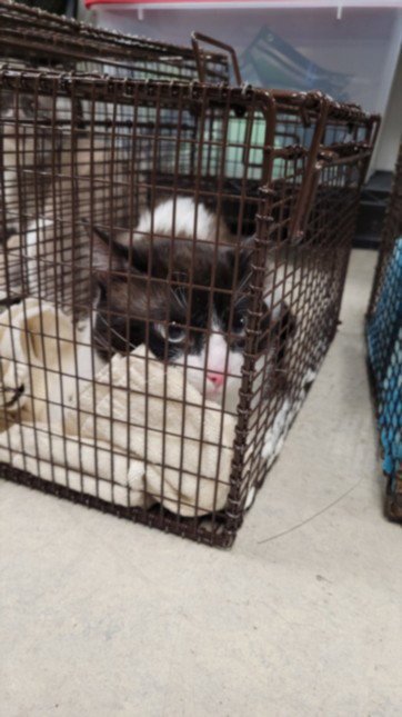 FABIO - Domestic Short Hair available for adoption