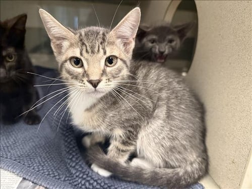 A2294139 - Domestic Short Hair available for adoption